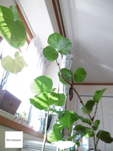 Load image into Gallery viewer, Panasonic LUMIX DMC-SZ10 ブラック🖤高画質CCD/オールドコンデジ【完動品】
