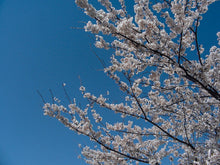 画像をギャラリービューアに読み込む, Panasonic Lumix DMC-LC20【完動品/希少✨】ライカレンズ搭載コンデジ
