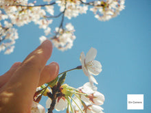 画像をギャラリービューアに読み込む, KONICA MINOLTA DiMAGE X31｜単三電池対応🔋 フィルムっぽい写りが好きならコレ❗️ オールドコンデジ【完動品】
